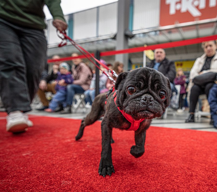 Tiere finden ein Zuhause